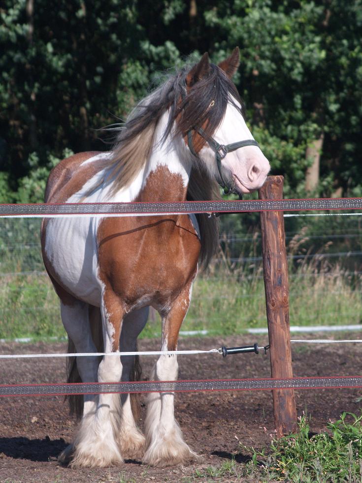 Tinker Irish Cob Merrie Dingle